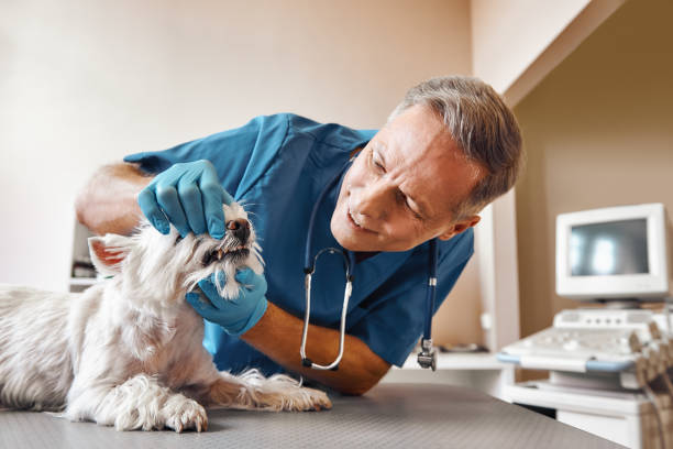 Best Emergency Denture Repair in Storrs, CT